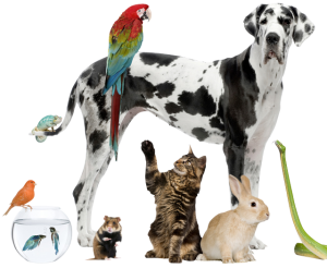 Pet-Care-Information